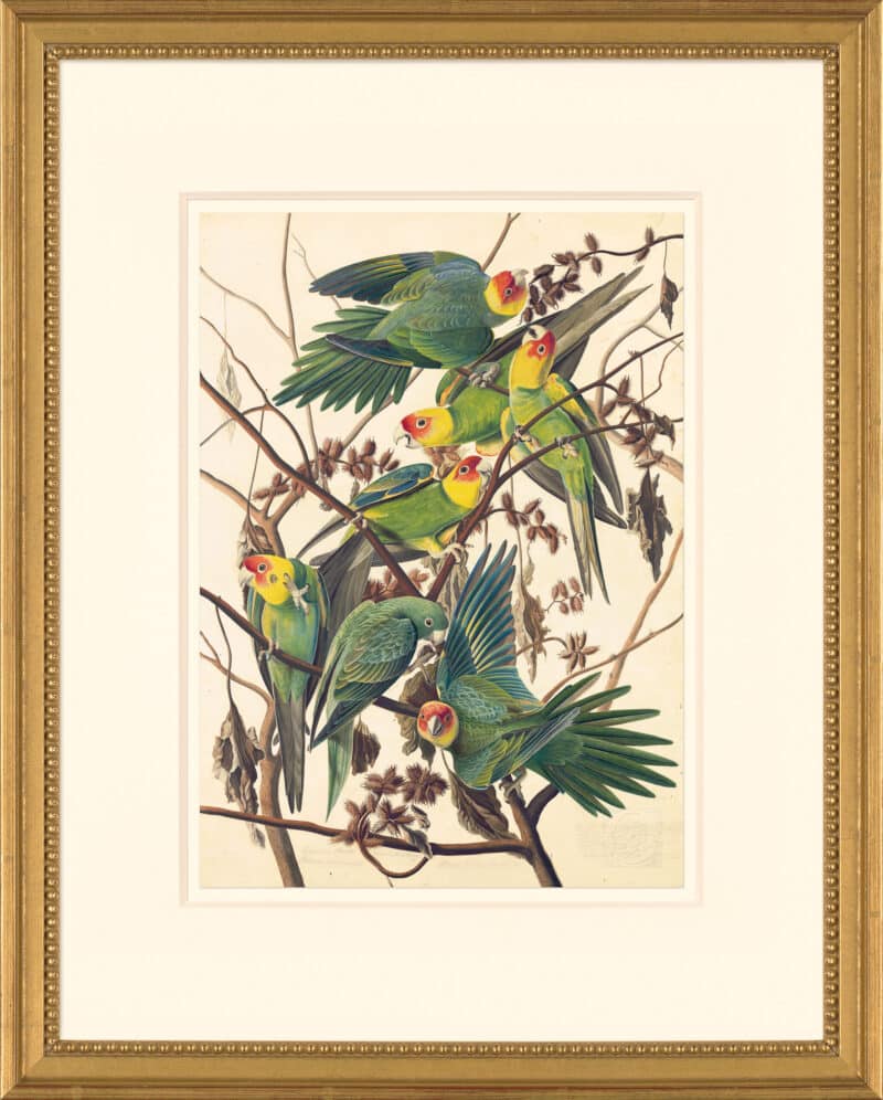 Audubon's Watercolors Octavo Pl. 26, Carolina Parrot