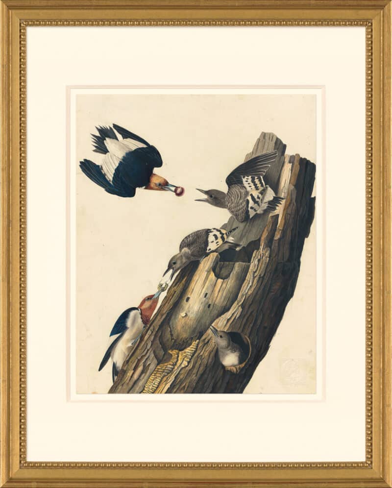 Audubon's Watercolors Octavo Pl. 27, Red-headed Woodpecker