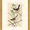 Audubon's Watercolors Octavo Pl. 29, Northern Towhee