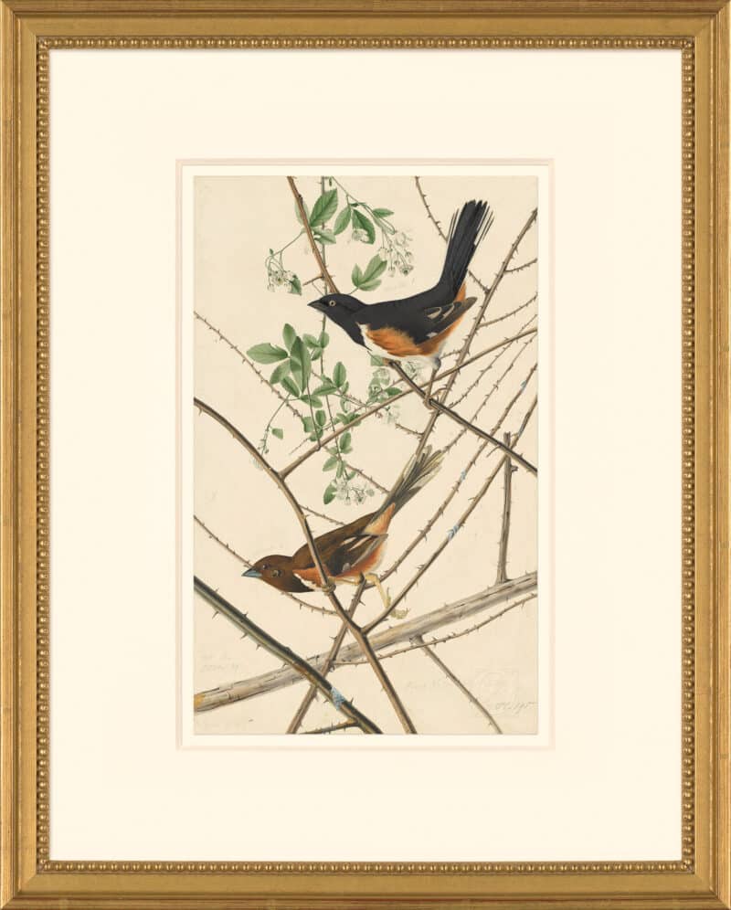 Audubon's Watercolors Octavo Pl. 29, Northern Towhee