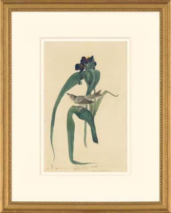 Audubon's Watercolors Octavo Pl. 30, Pine Warbler