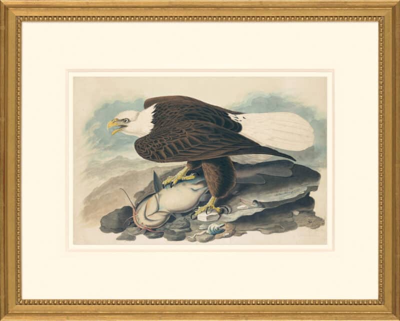 Audubon's Watercolors Octavo Pl. 31, White headed Eagle