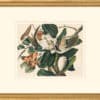 Audubon's Watercolors Octavo Pl. 32, Black-billed Cuckoo