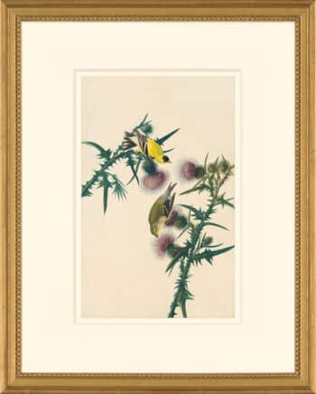 Audubon's Watercolors Octavo Pl. 33, American Goldfinch