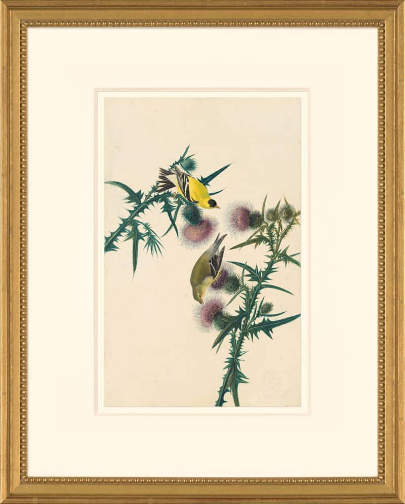 Audubon's Watercolors Octavo Pl. 33, American Goldfinch