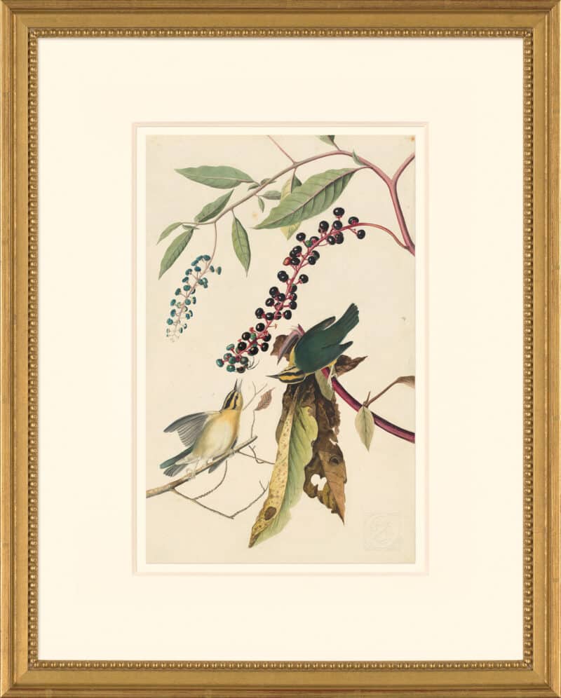 Audubon's Watercolors Octavo Pl. 34, Worm-eating Warbler