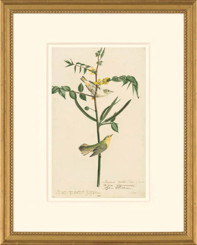Audubon's Watercolors Octavo Pl. 35, Yellow Warbler