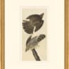 Audubon's Watercolors Octavo Pl. 36, Cooper's Hawk