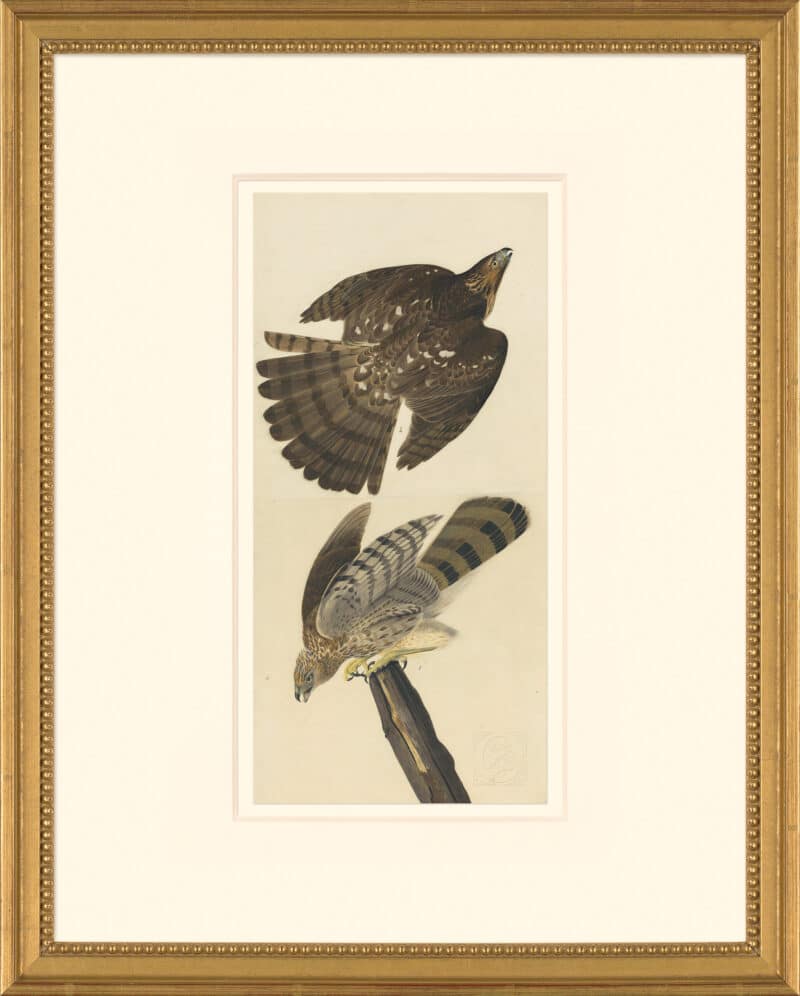 Audubon's Watercolors Octavo Pl. 36, Cooper's Hawk