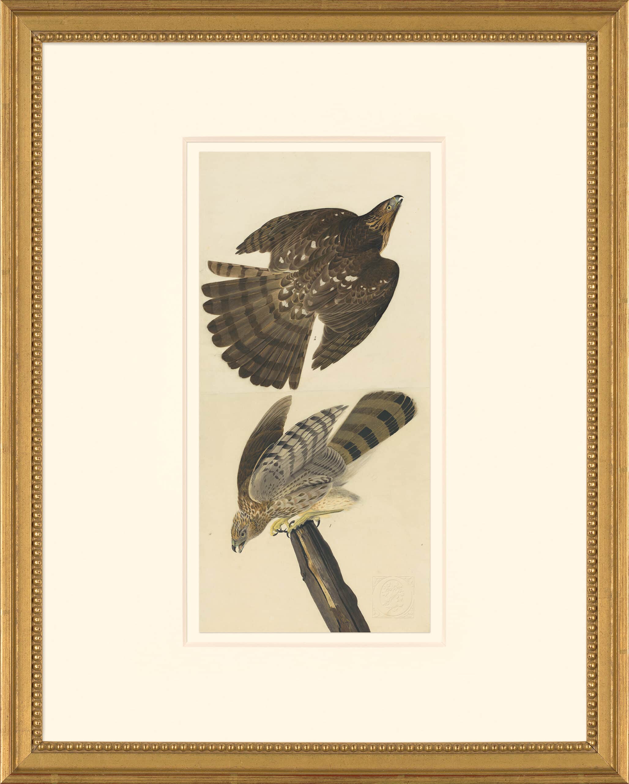 Audubon's Watercolors Octavo Pl. 36, Cooper's Hawk | Audubon's ...