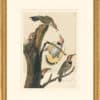 Audubon's Watercolors Octavo Pl. 37, Northern Flicker