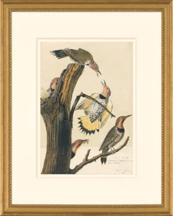 Audubon's Watercolors Octavo Pl. 37, Northern Flicker