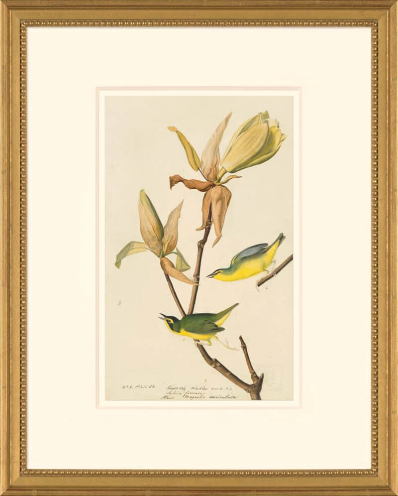 Audubon's Watercolors Octavo Pl. 38, Kentucky Warbler