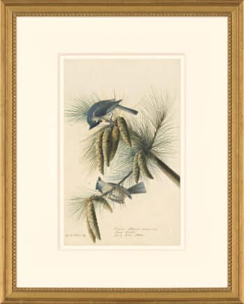 Audubon's Watercolors Octavo Pl. 39, Tufted Titmouse