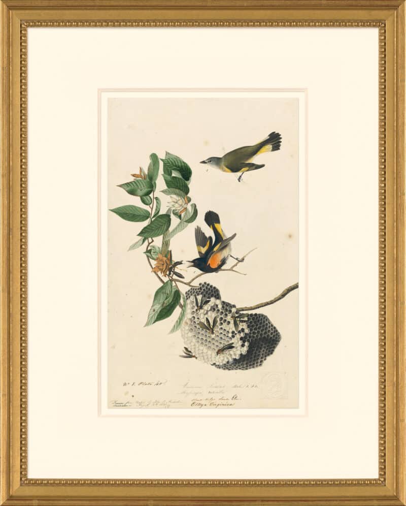 Audubon's Watercolors Octavo Pl. 40, American Redstart