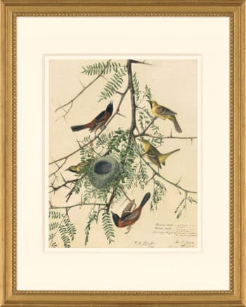 Audubon's Watercolors Octavo Pl. 42, Orchard Oriole