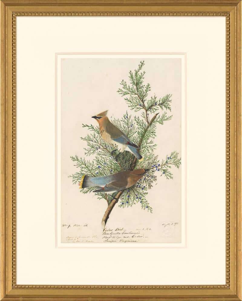 Audubon's Watercolors Octavo Pl. 43, Cedar Waxwing
