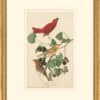 Audubon's Watercolors Octavo Pl. 44, Summer Tanager