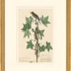 Audubon's Watercolors Octavo Pl. 45, Willow Flycatcher