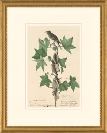Audubon's Watercolors Octavo Pl. 45, Willow Flycatcher