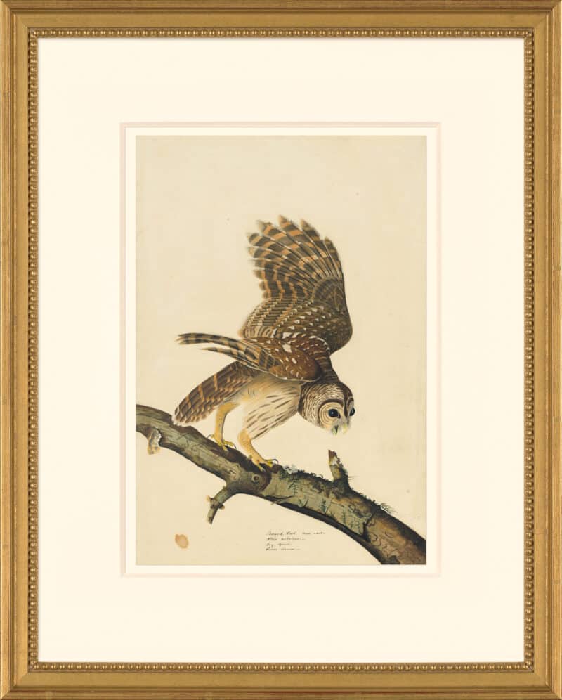 Audubon's Watercolors Octavo Pl. 46, Barred Owl