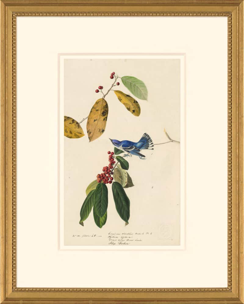 Audubon's Watercolors Octavo Pl. 48, Cerulean Warbler
