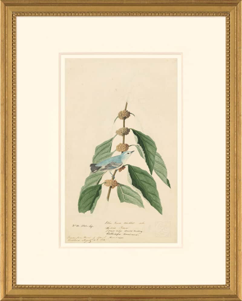 Audubon's Watercolors Octavo Pl. 49, Cerulean Warbler