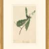 Audubon's Watercolors Octavo Pl. 50, Magnolia Warbler