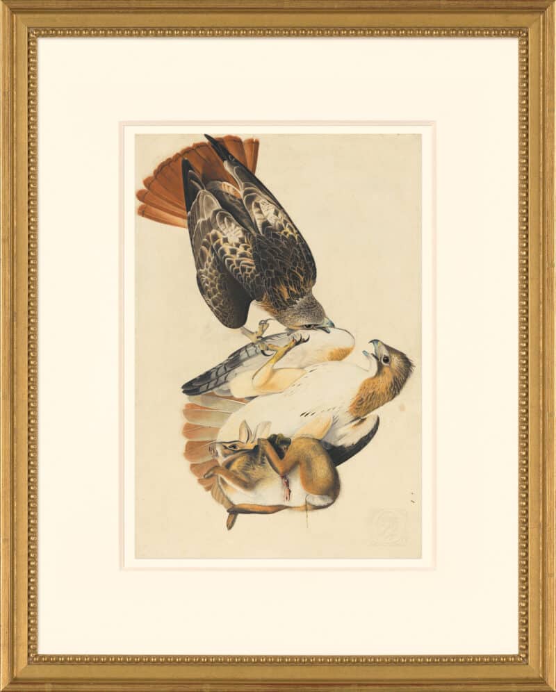 Audubon's Watercolors Octavo Pl. 51, Red-tailed Hawk