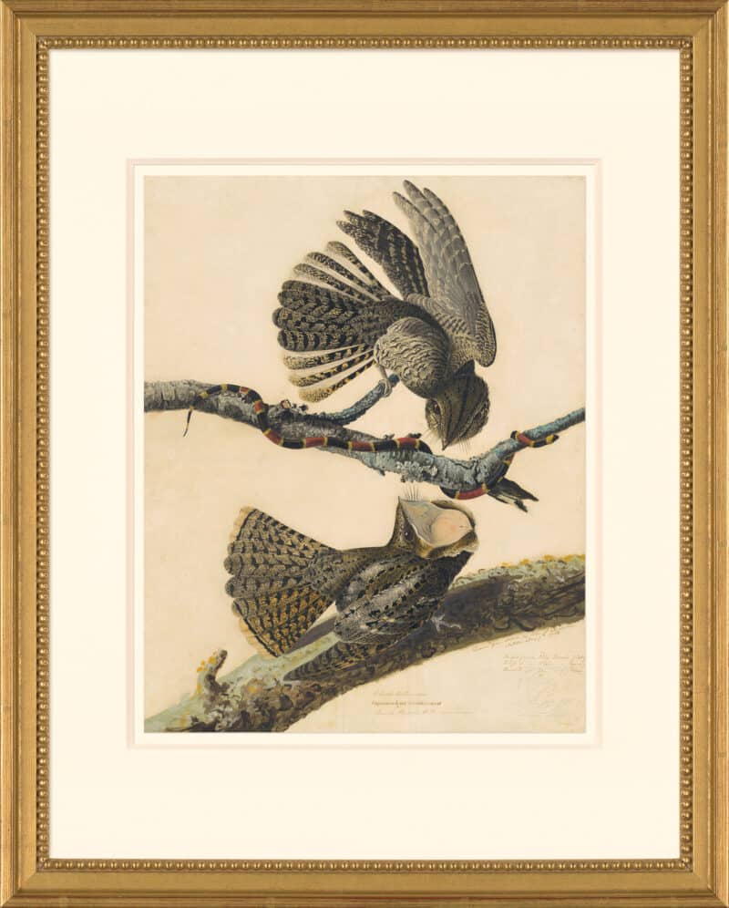 Audubon's Watercolors Octavo Pl. 52, Chuck-will's-widow