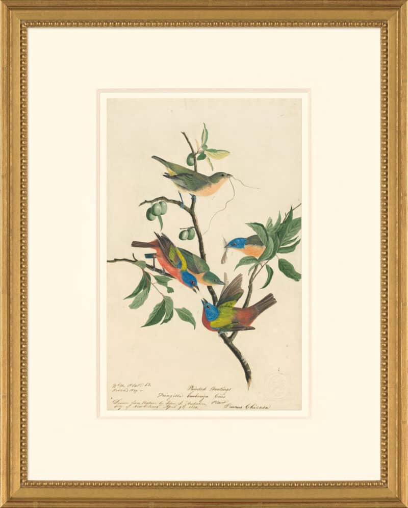 Audubon's Watercolors Octavo Pl. 53, Painted Bunting