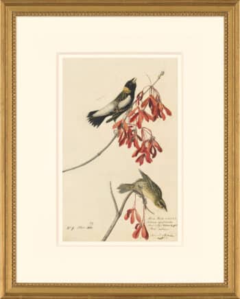 Audubon's Watercolors Octavo Pl. 54, Bobolink