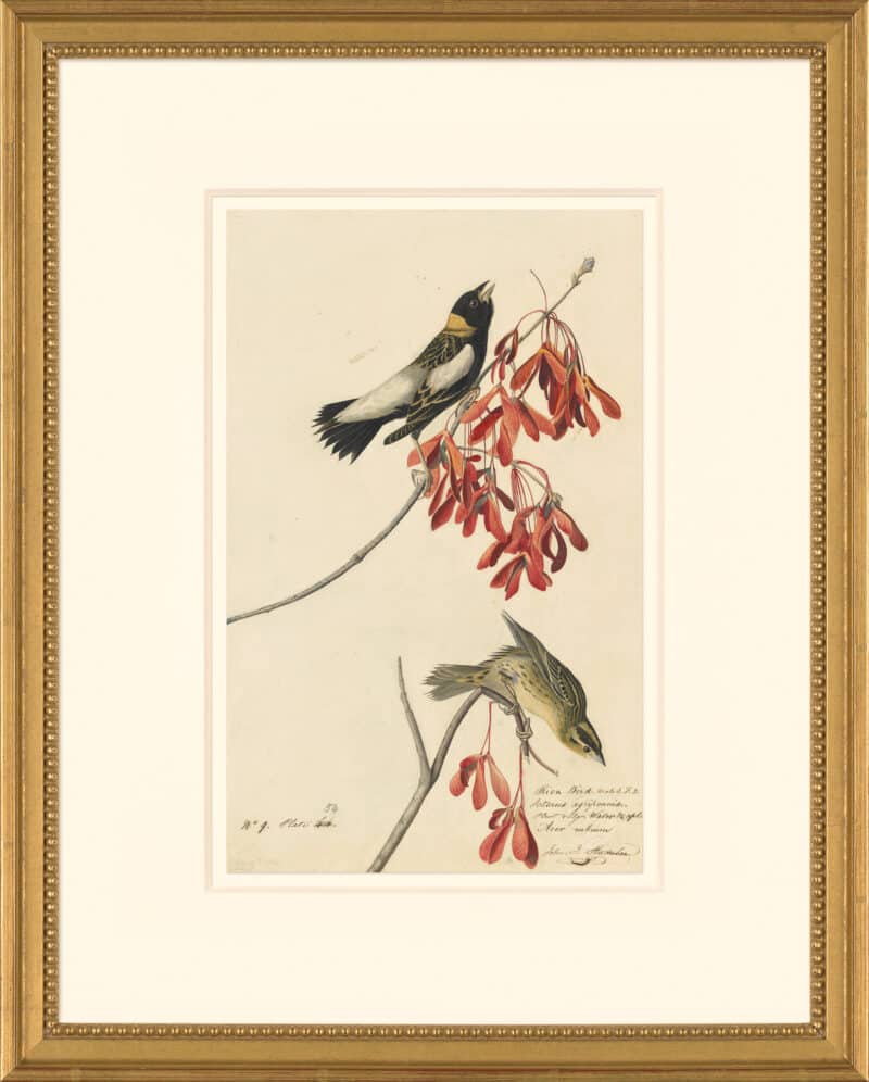 Audubon's Watercolors Octavo Pl. 54, Bobolink