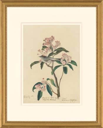 Audubon's Watercolors Octavo Pl. 55, Cuvier's Kinglet