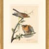 Audubon's Watercolors Octavo Pl. 56, Red-shouldered Hawk