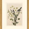 Audubon's Watercolors Octavo Pl. 57, Loggerhead Shrike