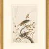 Audubon's Watercolors Octavo Pl. 58, Hermit Thrush