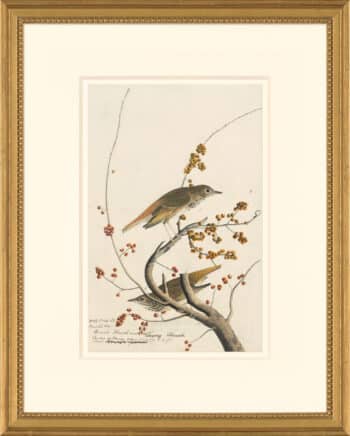 Audubon's Watercolors Octavo Pl. 58, Hermit Thrush