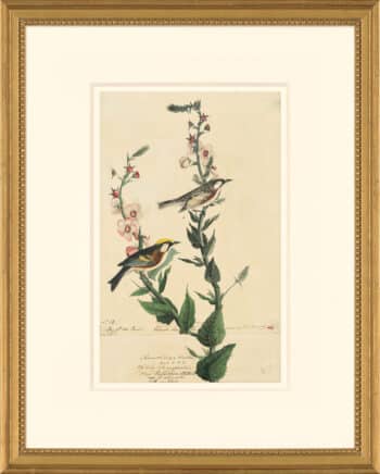 Audubon's Watercolors Octavo Pl. 59, Chestnut-sided Warbler