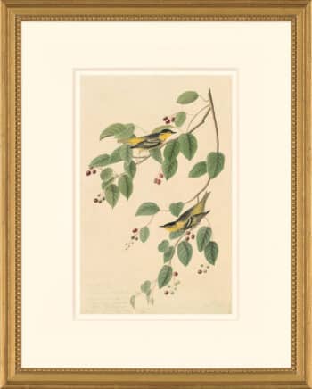 Audubon's Watercolors Octavo Pl. 60, Carbonated Swamp Warbler