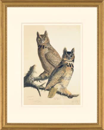 Audubon's Watercolors Octavo Pl. 61, Great Horned Owl
