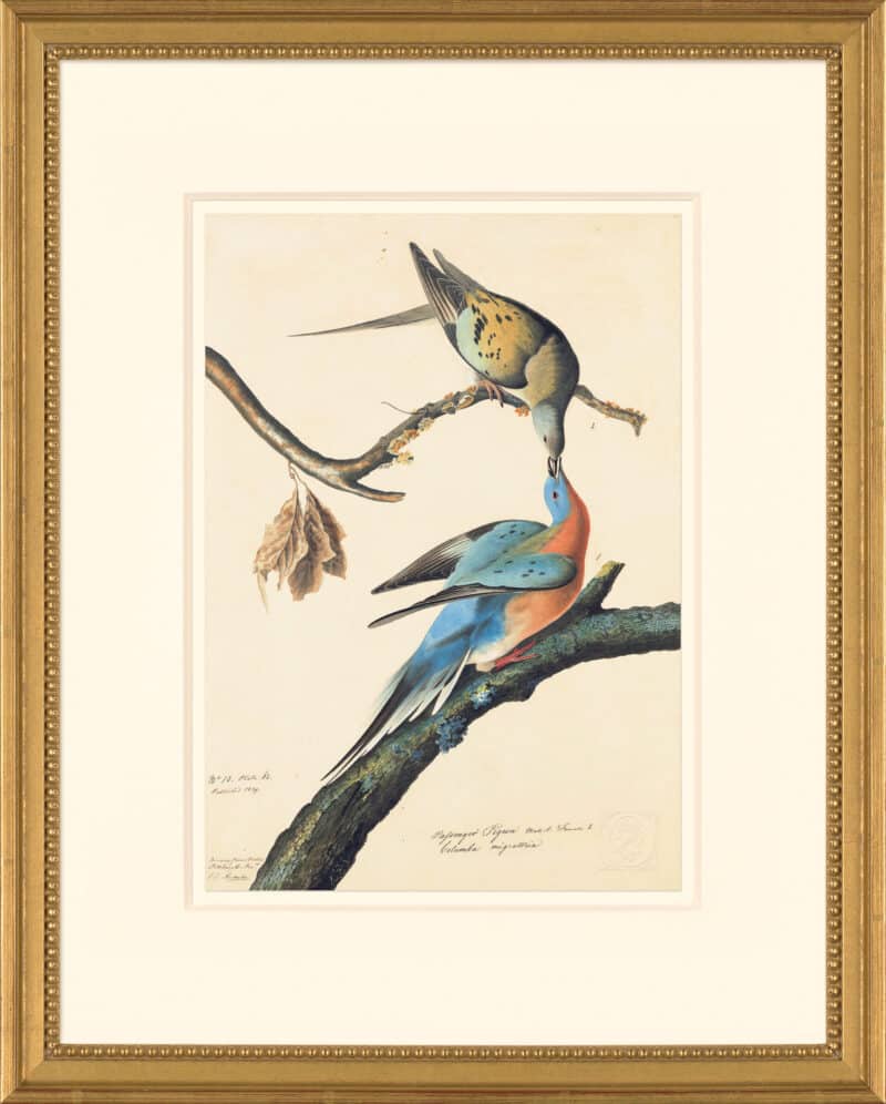 Audubon's Watercolors Octavo Pl. 62, Passenger Pigeon