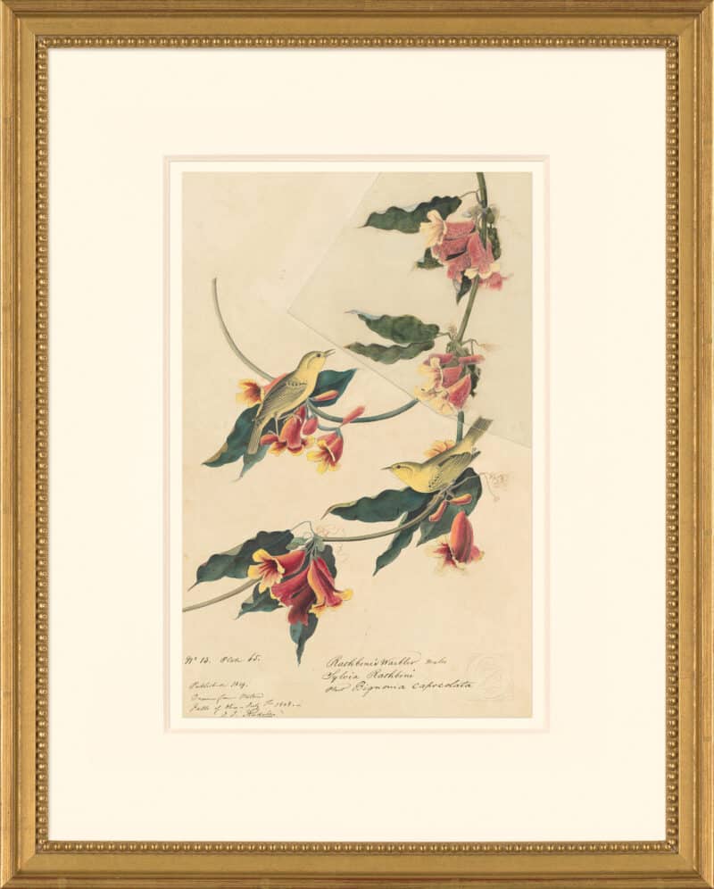 Audubon's Watercolors Octavo Pl. 65, Yellow Warbler