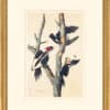Audubon's Watercolors Octavo Pl. 66, Ivory-billed Woodpecker
