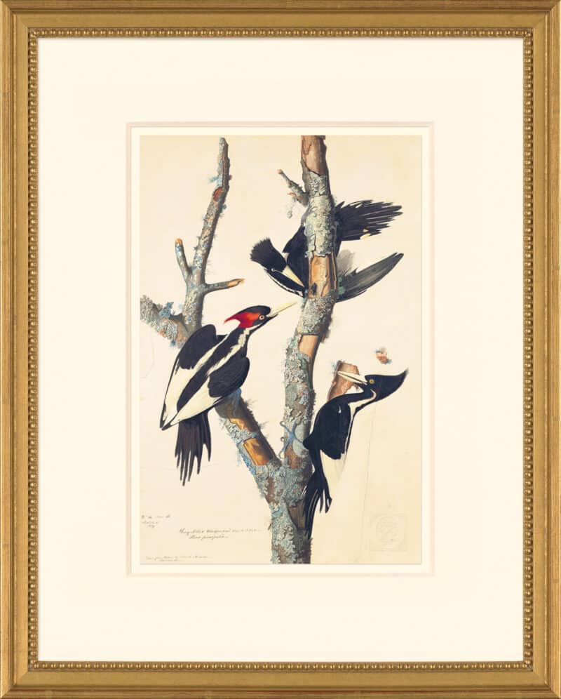 Audubon's Watercolors Octavo Pl. 66, Ivory-billed Woodpecker