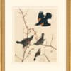 Audubon's Watercolors Octavo Pl. 67, Red Winged Blackbird