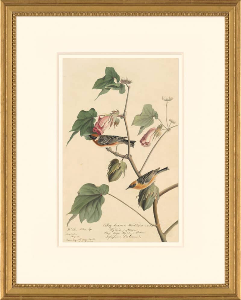 Audubon's Watercolors Octavo Pl. 69, Bay-breasted warbler
