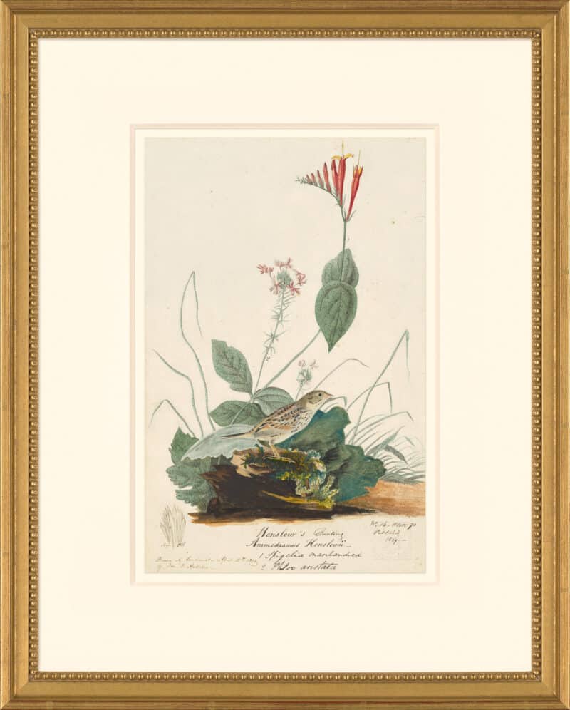 Audubon's Watercolors Octavo Pl. 70, Henslow's Sparrow