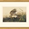 Audubon's Watercolors Octavo Pl. 71, Winter Hawk