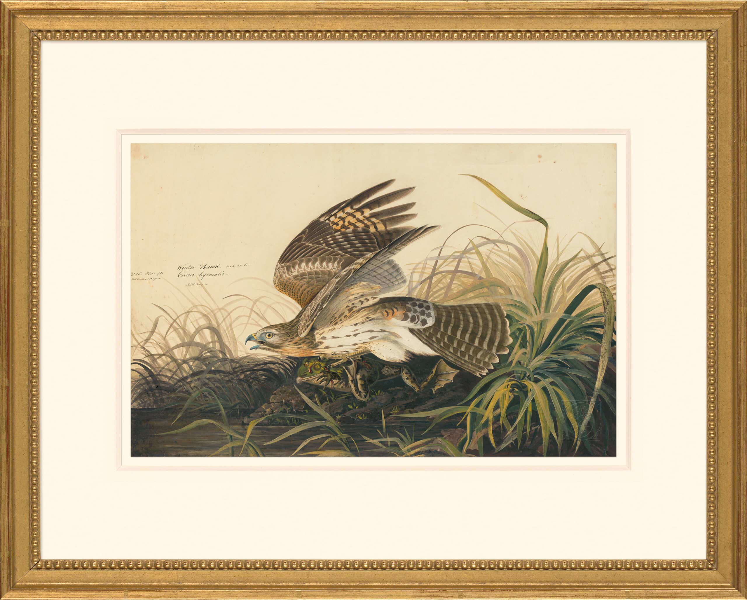 Audubon's Watercolors Octavo Pl. 71, Winter Hawk | Audubon's ...